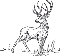 deer