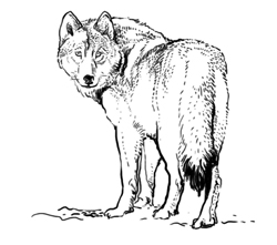 wilk